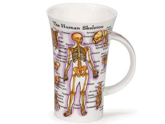 Dunoon's Glencoe 'Human Body' Mug is crafted of a fine bone china and has fully-labelled diagrams of both the human skeleton and the muscles all throughout the body